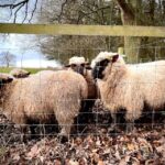 Shropshire: Sheep Trek with the Smallest Sheep in the World - How the Tour Is Structured