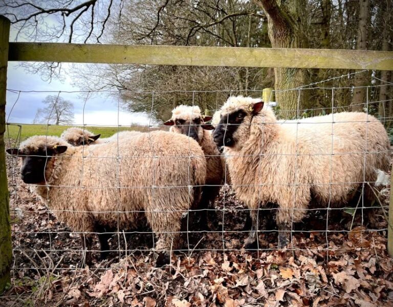 Shropshire: Sheep Trek with the Smallest Sheep in the World - How the Tour Is Structured