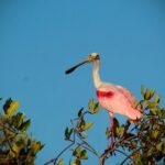 Sian Kaan Sunset Private boat. - Who Should Consider This Tour?