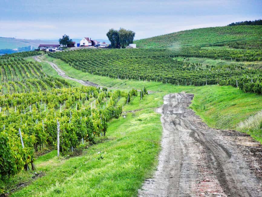 Sibiu & wine tasting tour (from Cluj) - An Honest Look at the Price and Value