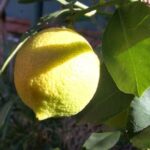 Sicilian Cooking Class in Palermo - The Culinary Journey