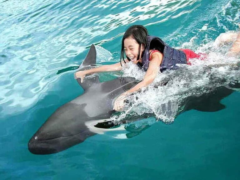 Side/Alanya: Swimming with Dolphins and Dolphin Show - What to Expect from This Tour
