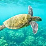 "Side: Boat Adventure to Dolphin Island  Swim and Enjoy Lunch" - Reviewing the Experience