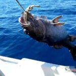 "Side Half-Day Fishing Adventure: Transfer Included!" - The Pros: Why You Might Like This Tour