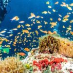 Side: Scuba Diving Tour Journey To The Depths Of The Blue - What to Expect at Each Stage