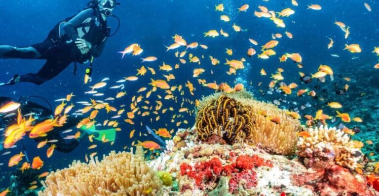 Side: Scuba Diving Tour Journey To The Depths Of The Blue - What to Expect at Each Stage