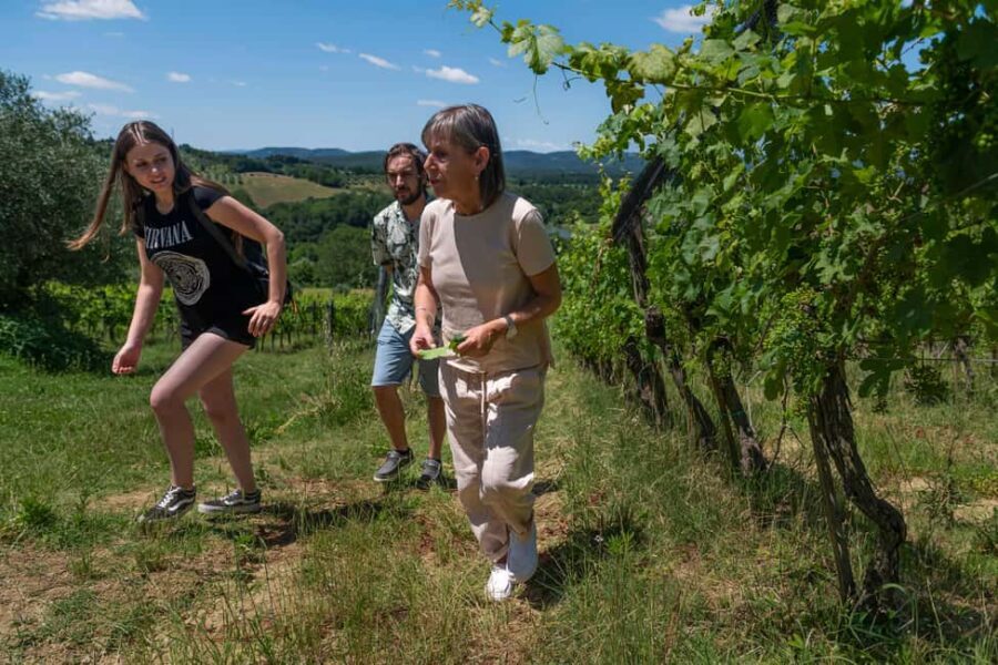 Siena: Organic Winery Tour and Wine Tasting - What You Can Expect: The Day in Details