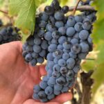 Siena: Podere Arizzi Winery Tour and Tasting - Pros and Cons