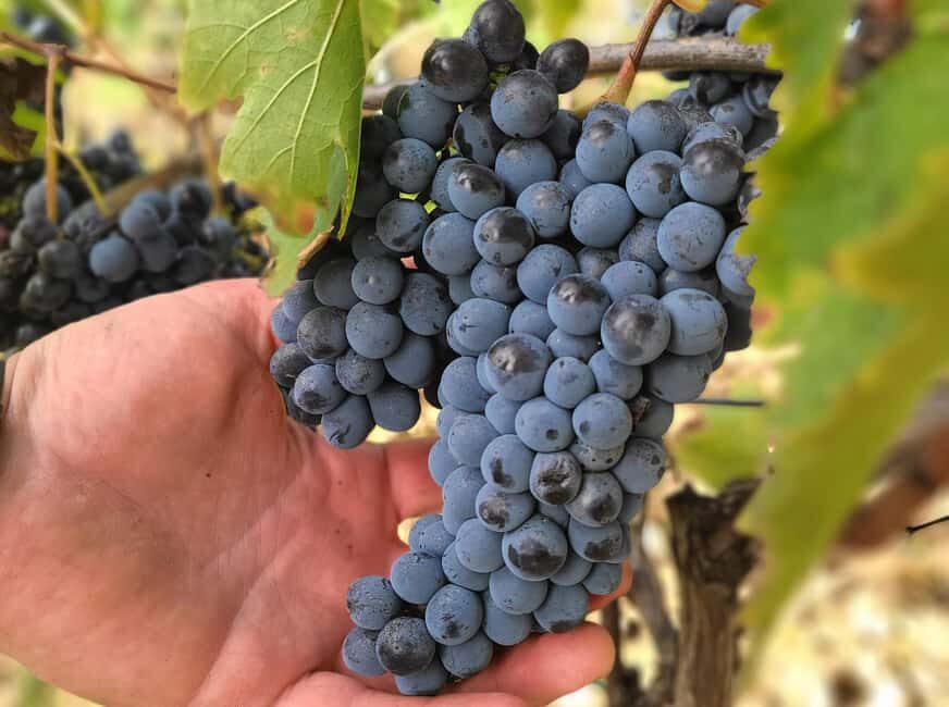 Siena: Podere Arizzi Winery Tour and Tasting - Pros and Cons