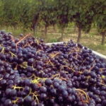 Siena & Tuscany - Monteriggioni: Dining in a Medieval Castle