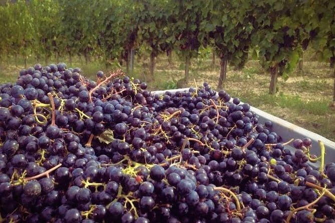 Siena & Tuscany - Monteriggioni: Dining in a Medieval Castle