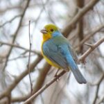 SIerra Madre Highland bird and Tuito - The Journey to Tuito and Its Charm