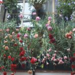 Sights, Sounds, and Scents of Córdoba's Patios - The Practical Details