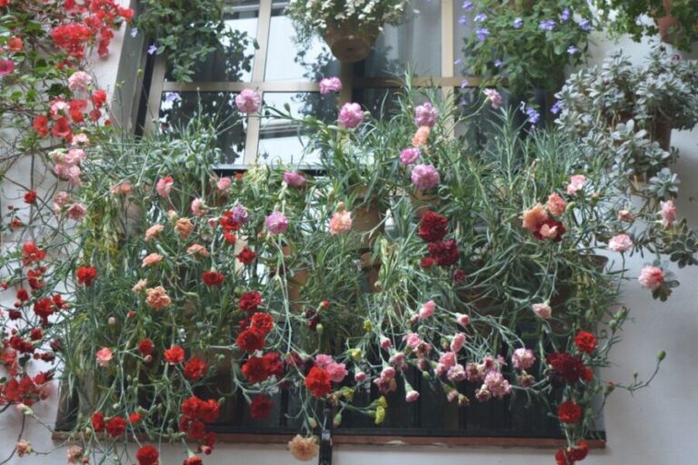 Sights, Sounds, and Scents of Córdoba's Patios - The Practical Details