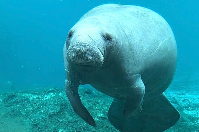 Silver Springs: Clear Kayaking Wildlife Tour - Who Will Love This Tour?