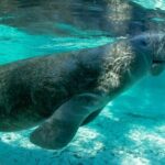 Single Kayak Rental on Big Hickory Pass - The Details: Making the Most of Your Kayak Day