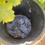 Singular Valencia Wine Tour Utiel Requena Wineries - Transportation and Group Size