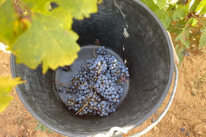 Singular Valencia Wine Tour Utiel Requena Wineries - Transportation and Group Size