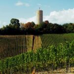 Sip Wine Along the Rhine - Grape Day out from Frankfurt - An In-Depth Look at the Rhine Grape Day Out