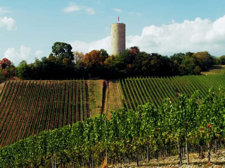 Sip Wine Along the Rhine - Grape Day out from Frankfurt - An In-Depth Look at the Rhine Grape Day Out