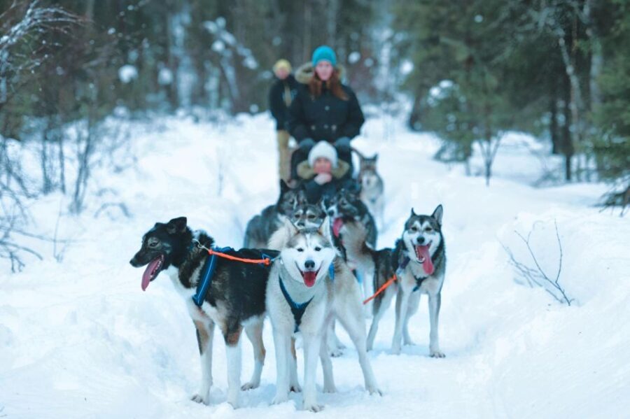 Sirkka: Husky Sled Ride in Levi - FAQs