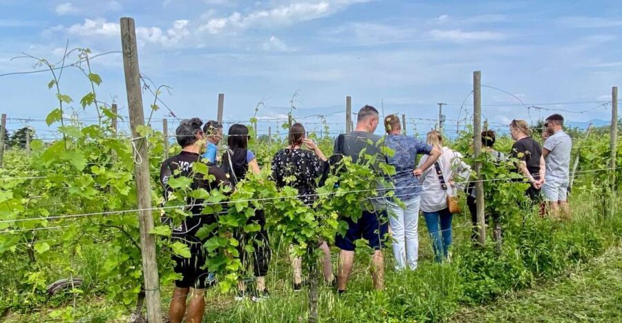 Sirmione: Vineyard Tour with Lugana Wines and Local Tastings - The Tasting Experience