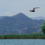 Skadar Lake: 4-Hour Guided tours on Kayak - Who Is This Tour Perfect For?