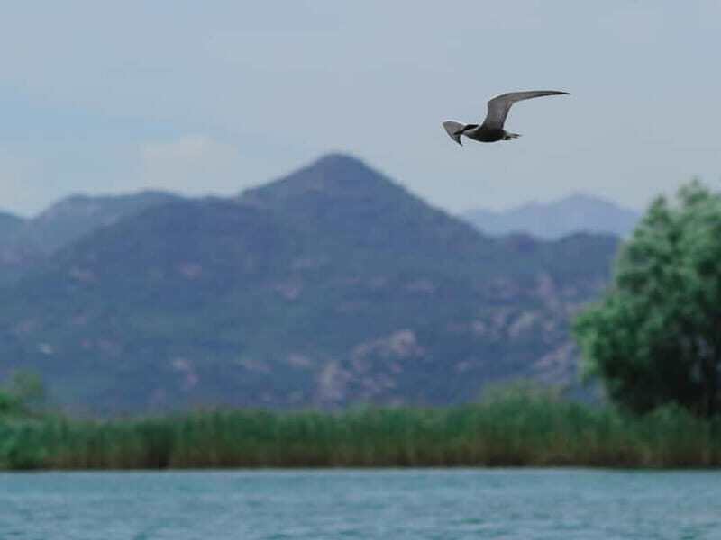 Skadar Lake: 4-Hour Guided tours on Kayak - Who Is This Tour Perfect For?