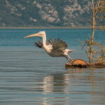 SKADAR LAKE: A national park with amazing flora and fauna! - The Landscape and Villages