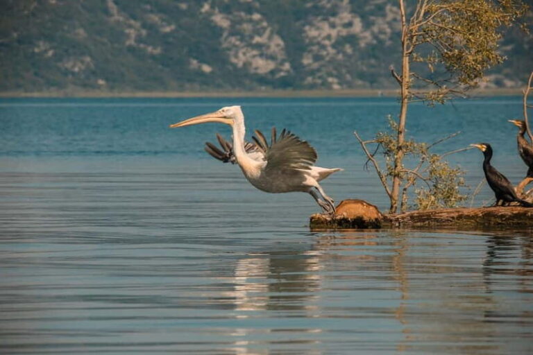 SKADAR LAKE: A national park with amazing flora and fauna! - The Landscape and Villages