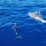 Skiathos private tours :Sailing day with lunch on board, - Value for Money