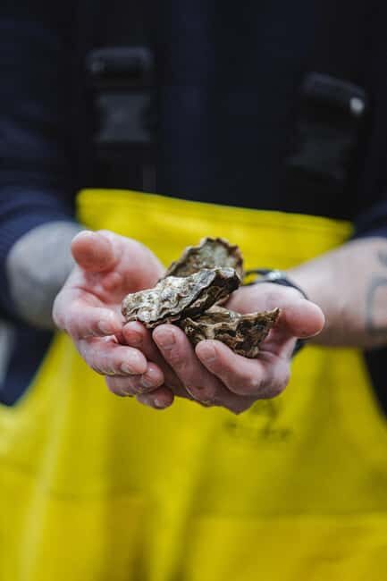 Skibby: Oyster and Blue Mussel Foraging Experience - FAQ