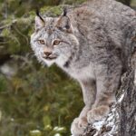 Skip the Line: Daily Admission at Woodland Park Zoo Ticket - The Traveler’s Perspective: Reviews and Realities