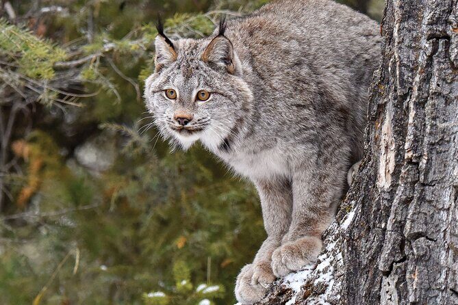 Skip the Line: Daily Admission at Woodland Park Zoo Ticket - The Traveler’s Perspective: Reviews and Realities