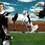 Skip the Line: Falconeria Locarno Ticket - Who Will Love This Tour?