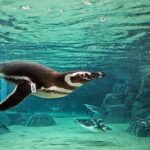 Skip the Ticketing Line: Aquarium of the Pacific General Admission Ticket - How Does It Value for Money?