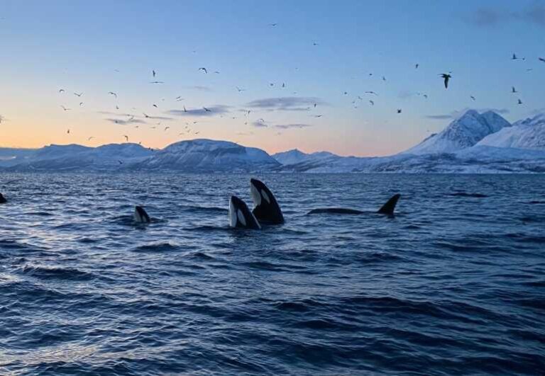 Skjervøy: Whale and Orca Watching Tour by RIB Boat - Frequently Asked Questions