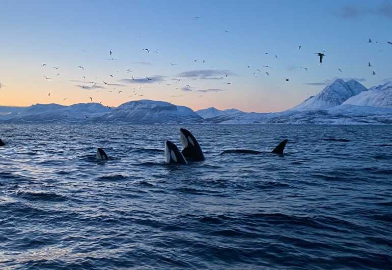 Skjervøy: Whale and Orca Watching Tour by RIB Boat - Frequently Asked Questions