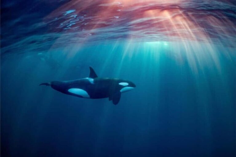 Skjervøy: Whale-Watching RIB Tour (No transfer from Tromso) - The Bottom Line: Who Will Love This Tour?