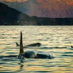 Skjervøy: Whale Watching with RIB Boat and Local Guide - What the Reviews Say