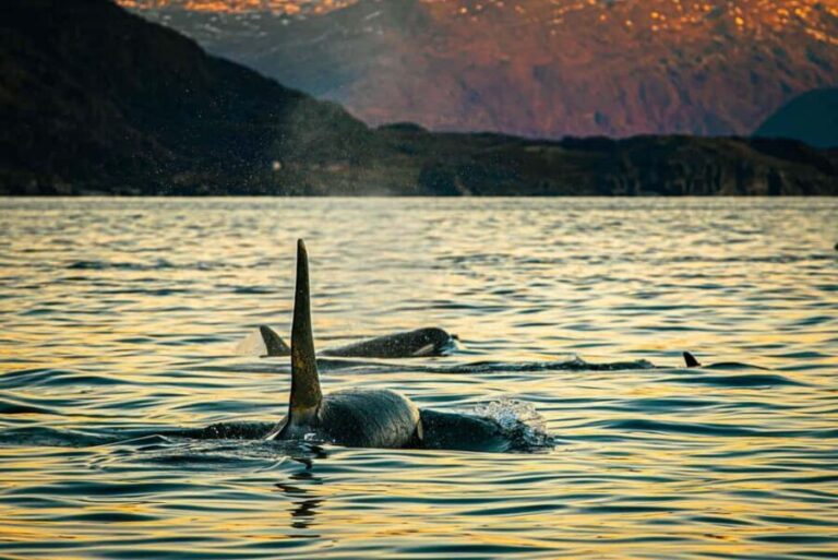 Skjervøy: Whale Watching with RIB Boat and Local Guide - What the Reviews Say