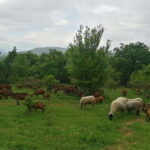 Skopje: Brodec  Spirova Hut  Crn Kamen Hike Tour - Exploring Brodec: A Village Frozen in Time