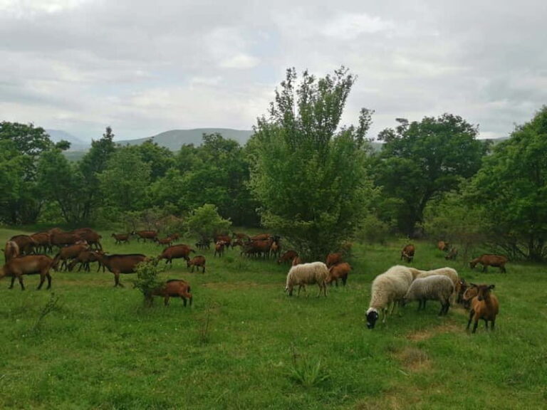Skopje: Brodec  Spirova Hut  Crn Kamen Hike Tour - Exploring Brodec: A Village Frozen in Time