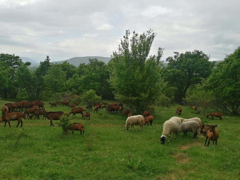 Skopje: Brodec  Spirova Hut  Crn Kamen Hike Tour - Exploring Brodec: A Village Frozen in Time