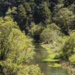 Skunk Train: Wolf Tree Turn from Willits - The Experience’s Strengths and Limitations