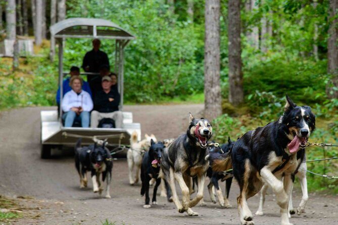 Sled Dog Adventure in Skagway - Practical Considerations
