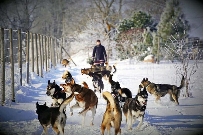 SLED DOG KENNEL VISIT TARTU COUNTRY ESTONIA - What You Can Expect During the Tour