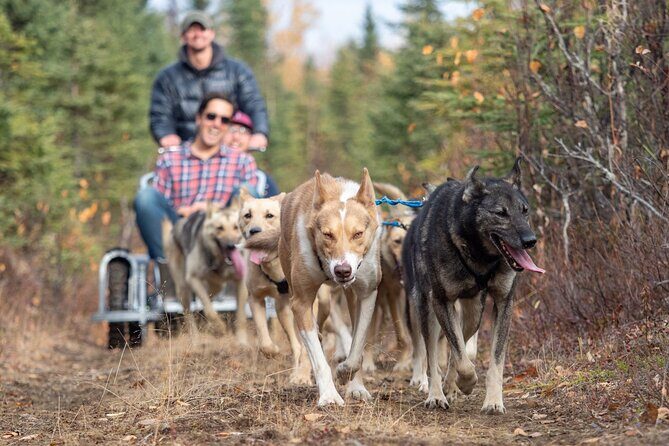 Sled Dog Ride and Scenic Drive from Anchorage - How the Itinerary Unfolds