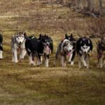 SLED DOG TOUR AND KENNEL VISIT & WITH OVERNIGHT STAY - The Real Value: Are You Getting Your Money’s Worth?