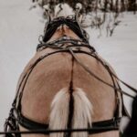 sleigh ride and dining experience - Authenticity and Review Insights